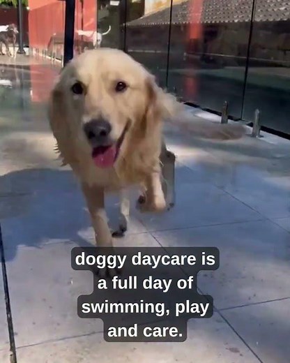 Pet Resorts Australia Doggy Daycare Terrigal Ad