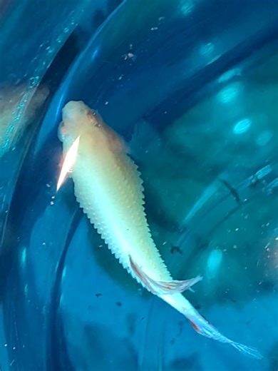 Miso Updates on Dropsy Treatment Progress