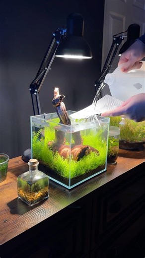 Adding driftwood to my nano planted aquarium