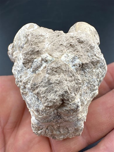 Oreodont Brain Cast Fossil: Merycoidodon Gracilis, Green River Formation - Etsy