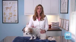 28K views · 172 reactions | What are hot spots, and what can you do to treat them? Learn more: https://goo.gl/Hg9Otv | PetMD | Facebook