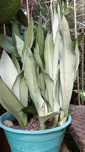 #short datos importantes sobre la dracaena trifasciata Moonshine