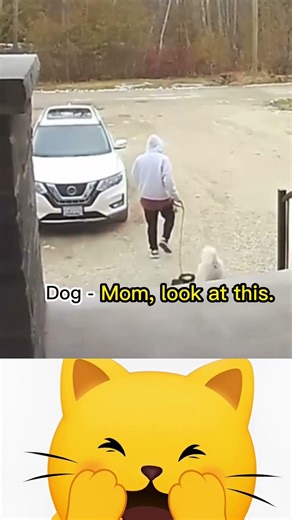 Funny Dog Fails / Funny Fails / #shorts