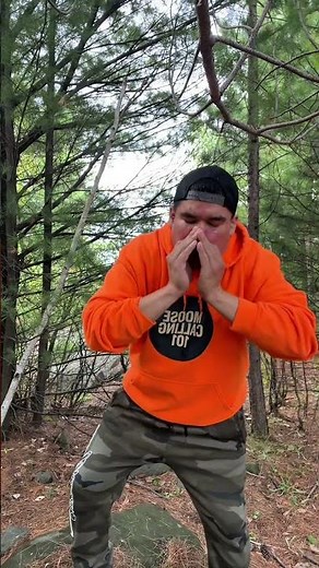Young Cow Estrus Call | Real Moose Calling Sequence