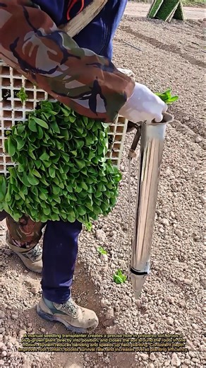 Farmers Plant Seedlings in Seconds With This Simple Transplant Tool!