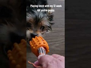 12 week old Yorkie plays fetch
