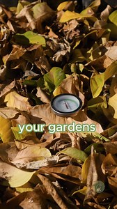 3.3K views · 21 reactions | Don't let those fallen leaves go to waste. Turn them into compost! #compost #leaves | Growing in the Garden | Facebook