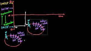 Action potentials in cardiac myocytes