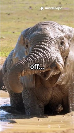 Why Do ELEPHANTS Take Muddy Baths?