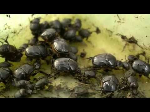 Dung Beetles - Underground army, enriching soils (7min)