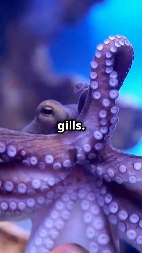 🐙 Octopus Fun Facts for Kids! Amazing Ocean Animal Discoveries