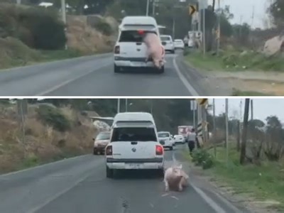 WATCH: Flying pigs, talking pigs, and now real-life stunt pigs...