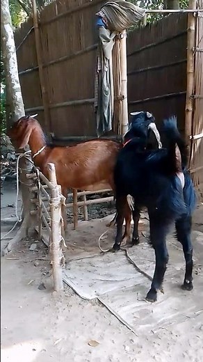 "How to Care for Your Goat: Expert Tips for Beginners"