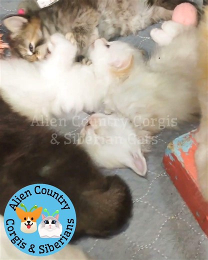 🥰Fluffy Pokemon Cuteness | Organic Siberian Forest Kittens by Alien Country Corgis & Siberians