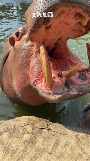 Why was the baby hippo angry? #shortsvideo #viralvideo