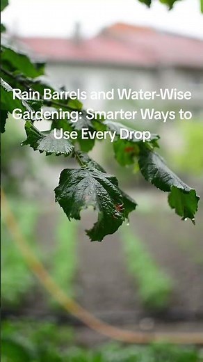 Rain Barrels and Water-Wise Gardening: Smarter Ways to Use Every Drop