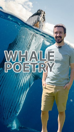 Have you ever heard whale poetry way out at sea? 🐋🌊Their rhyming songs are full of mystery! 🎵Just like humans who write poems of love and life,Whales use rhythm and rhyme to find a wife. 💌Each complex verse shows their strength and skill,Helping them stand out in the ocean still. 🌎From high notes to low notes—what do you think they say?Share your guesses in the comments today! 📝🌊🐋 #WhaleSong #MarineBiology #OceanConservation #SaveTheWhales #WildlifeEducation #BluePlanet #SeaLife #NatureL