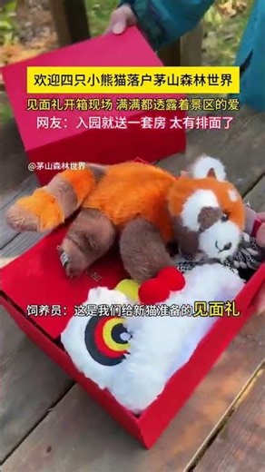 Title: Incredible Red Panda Arrival at Maoshan Forest World