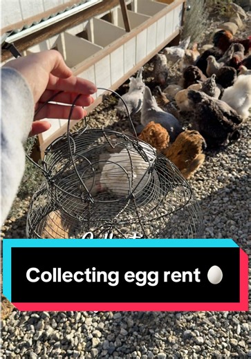Collecting rent from my chickens!🥚 #rent #eggs #farmfresh #chickensoftiktok #farmlife