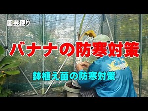 鉢植えバナナの防寒対策 2022 冬を乗り越えるために