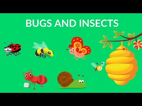 Bugs and Insects for Kindergarten, Preschool and Junior kids