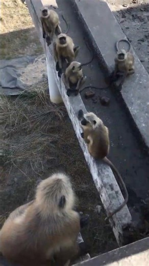 Monky 😁 #funny #animals #comedy #youtubeshorts