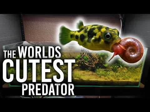 50 Day No Filter Ecosystem Tank | Pea Puffer Build
