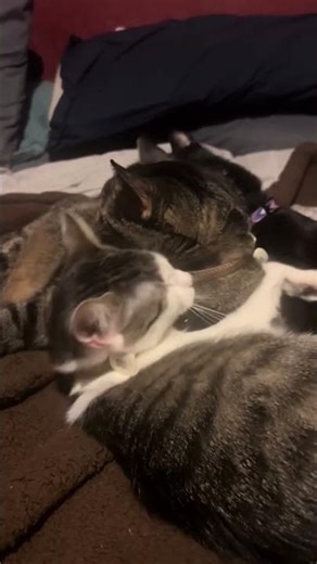 Salem Spice Starlite cuddle and clean! #cute #cat #kitty #caturday #kitten #grooming #catcleaning