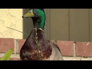A Duck's Mating Call
