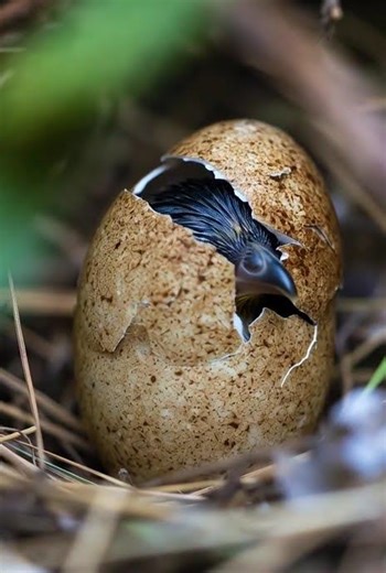 Bird Hatching From Egg 🐣 #Shorts