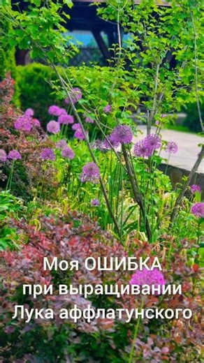 A Mistake When Growing Ornamental Alliums. #dacha #gardening #landscapedesign