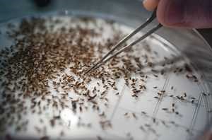 Verifying a prototype risk model to help growers manage spotted wing drosophila in Michigan tart cherries