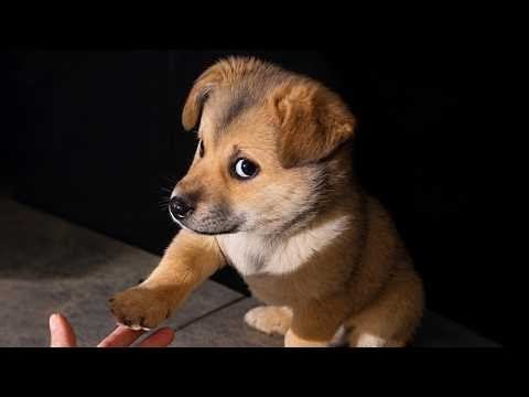 These Adorable Puppies Are Caught Being Little Comedians 😂