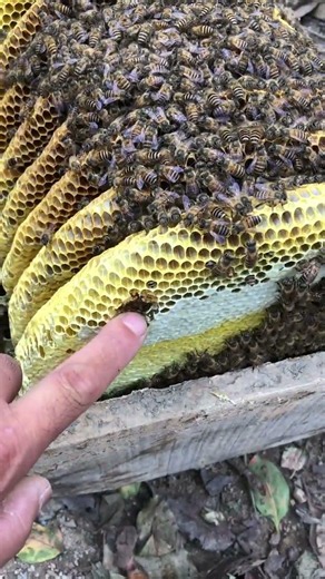 Incredible Wild Bee Hive in a Wooden Box Full of Fresh Honey | Natural Beekeeping #honey
