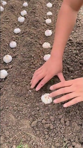 How to Plant Garlic the Right Way | Easy Garlic Farming Guide | Jillani Nursery Farm #short #viral