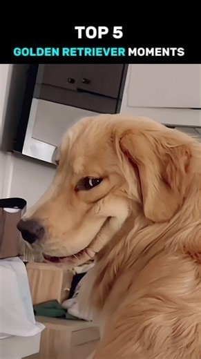 Top 5 Funniest Golden Retriever Moments 😂