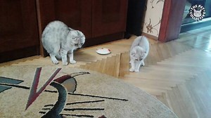 19M views · 5.4K reactions | Halloween scares are right around the corner: | The Pet Collective | Facebook