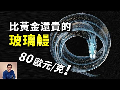 為什麼玻璃鰻賣出天價？一個特性讓科學家束手無策！鰻魚令人震驚的秘密【老肉雜談】#動物 #野生動物 #鰻魚 #海鮮 #eel