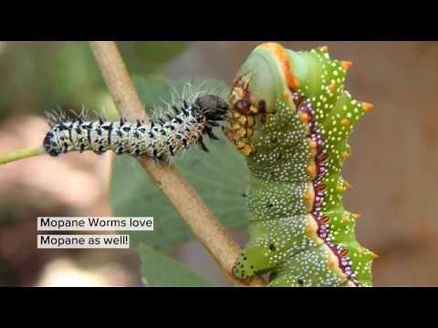 The Mopane Worm