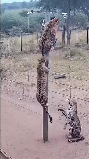 717K views · 3K reactions | Animal Caught on Camera!  Real #WildlifeVideo #RealCCTV | Wildlife Animals America | Facebook