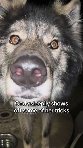 Mastering Patience with Cody's Amazing Tricks