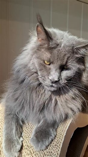 40K views · 3.3K reactions | It's so easy to fall in love ❤️ #ragnarthemainecoon #cats #mainecoon #mainecooncats #bigcats | Ragnar the Maine Coon | Facebook