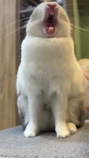 cute# rabbit ###rabbit 🐇🐇