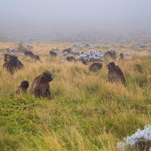 Spend a day in the life of a gelada—the world's only grass-eating monkey. | National Geographic