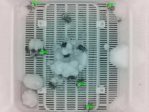 Bee research by Anupreksha Jain et al -Watch them work!