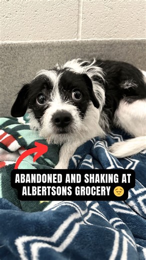 Mini terrier abandoned at Albertsons Grocery FROZEN until I try this... #dogs #shelterdog #rescuedog #adoptme #terrier #animalshelter | Rocky Kanaka