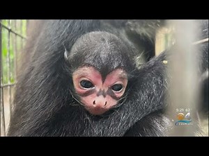 Spider Monkey With Unique 'Batman' Marking Born At Florida Zoo