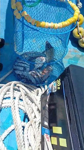 돌돔이 큰디 ~# #fishing #중년 #생활 #감성돔 #바다 #강아지 #생활꿀팁 #전유동채비 #낚시 #돌돔 #참돔 #여행 #복사초
