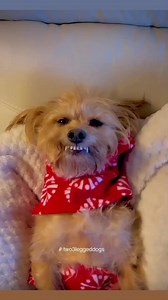 Pippa always winks at just the right time. #pippadog #two3leggeddogs #jeanie #dogs #christmas ##wink #sweaterweather #dogreels #funnydog #animals #carolofthebells | Jeanie & Pippa; Two 3-Legged Dogs