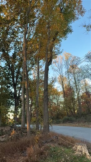 Day 1 of 5 🚧 🌳 🚜🪚#treeserviceofchestercounty #treeservice #treework #treeremoval #treeremovals #treeclearing #landclearing | R & H Tree Service